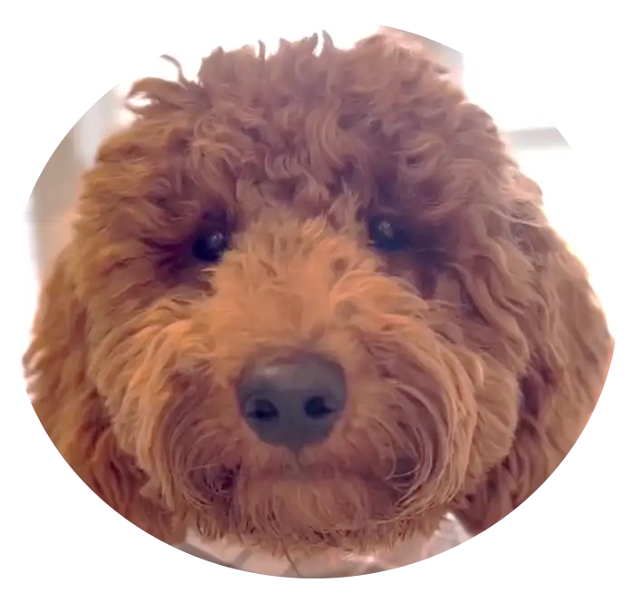 ABCs Puppy Zs Extended Familia Mini Goldendoodle Instagram Snap
